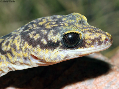 lizard