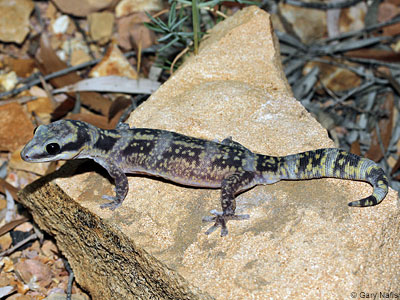 lizard