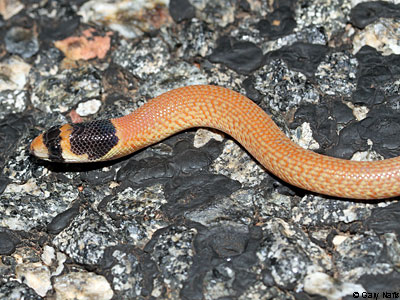 lizard