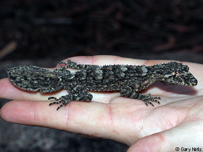 lizard