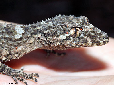 lizard