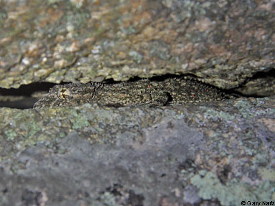 lizard