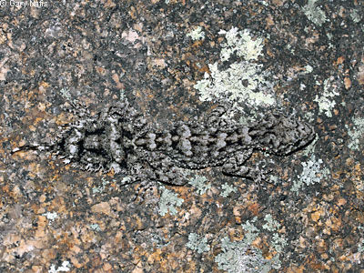 lizard