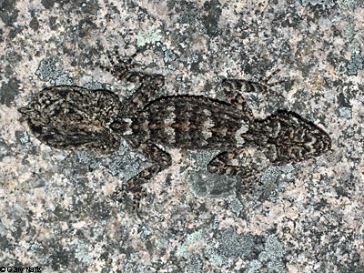 lizard