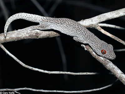lizard