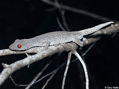 lizard