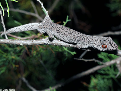 lizard