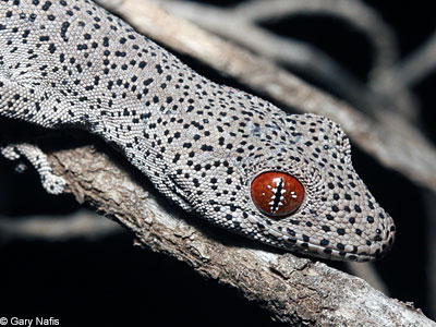 lizard