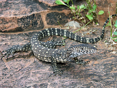 lizard