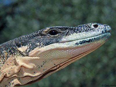 lizard