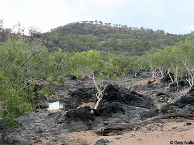 habitat