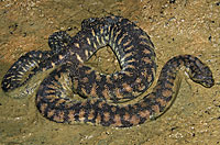 snake