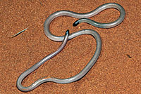 snake