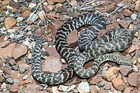 snake