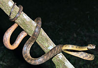 snake