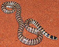 snake