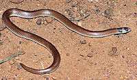 snake