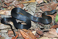 snake