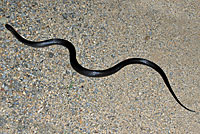 snake