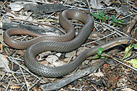 snake