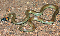 snake