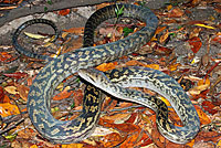 snake