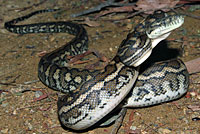 snake