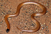 snake