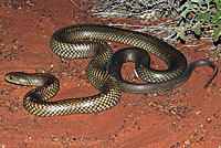snake