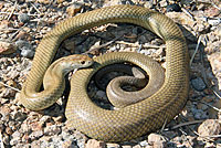 snake