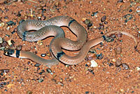 snake