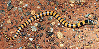 snake