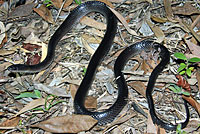 snake