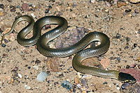 snake