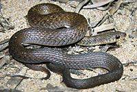 snake