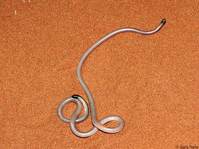 snake