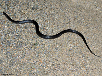 snake