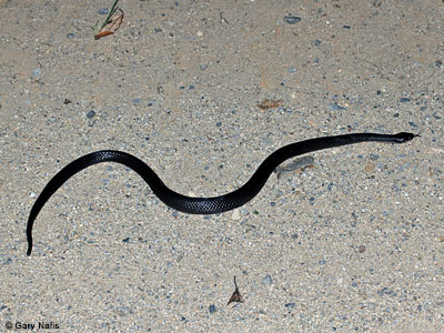 snake