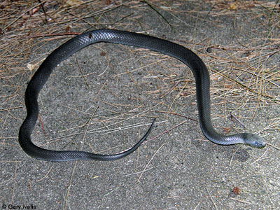 snake