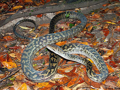 snake