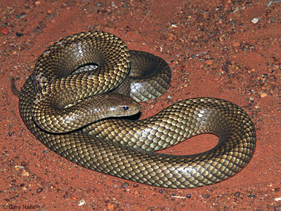 snake