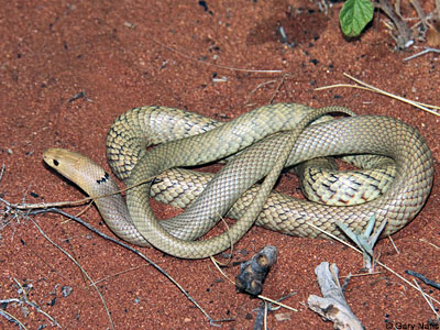 snake