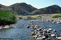 Baja California Treefrog habitat