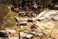 Baja California Treefrog habitat