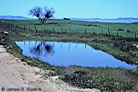 Red-spotted Toad habitat