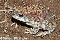 Red-spotted Toad