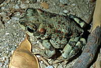 Red-spotted Toad