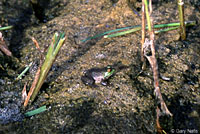 bullfrog