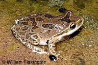 Baja California Treefrog