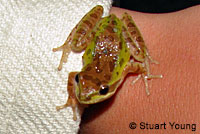 Baja California Treefrog